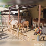 Sri Mantra Peeteswari Veda Patasala - Gho Shala