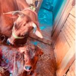 Sri Mantra Peeteswari Veda Patasala - Gho Shala