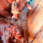 Sri Mantra Peeteswari Veda Patasala - Gho Shala