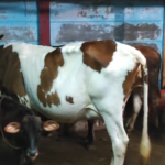 Sri Mantra Peeteswari Veda Patasala - Gho Shala