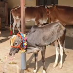 Sri Mantra Peeteswari Veda Patasala - Gho Shala