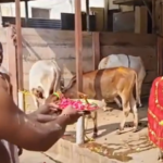 Sri Mantra Peeteswari Veda Patasala - Gho Shala