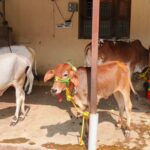 Sri Mantra Peeteswari Veda Patasala - Home Slider