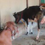 Sri Mantra Peeteswari Veda Patasala - Home Slider